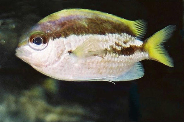 Chromis okamurai